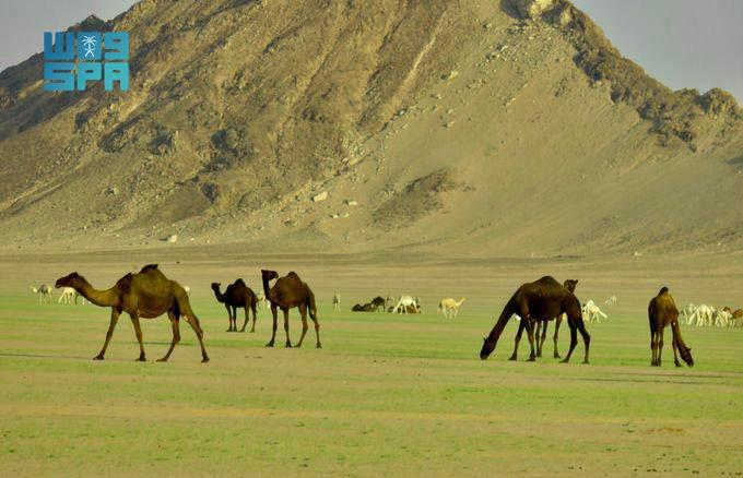صحاري شمال وادي الدواسر