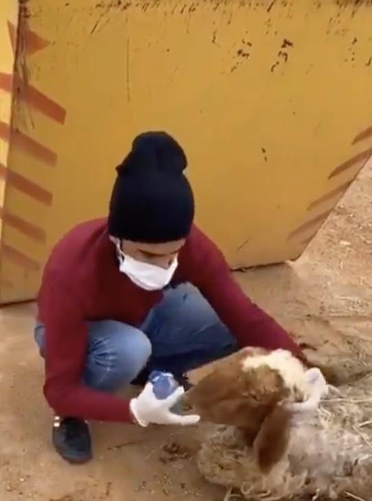  طبيب بيطري يعثر على نعجة ألقاها صاحبها "حية" بعد تعرضها لمرضٍ شديد 