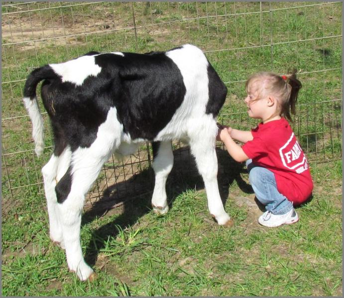 Image result for ‫الأبقار‬‎