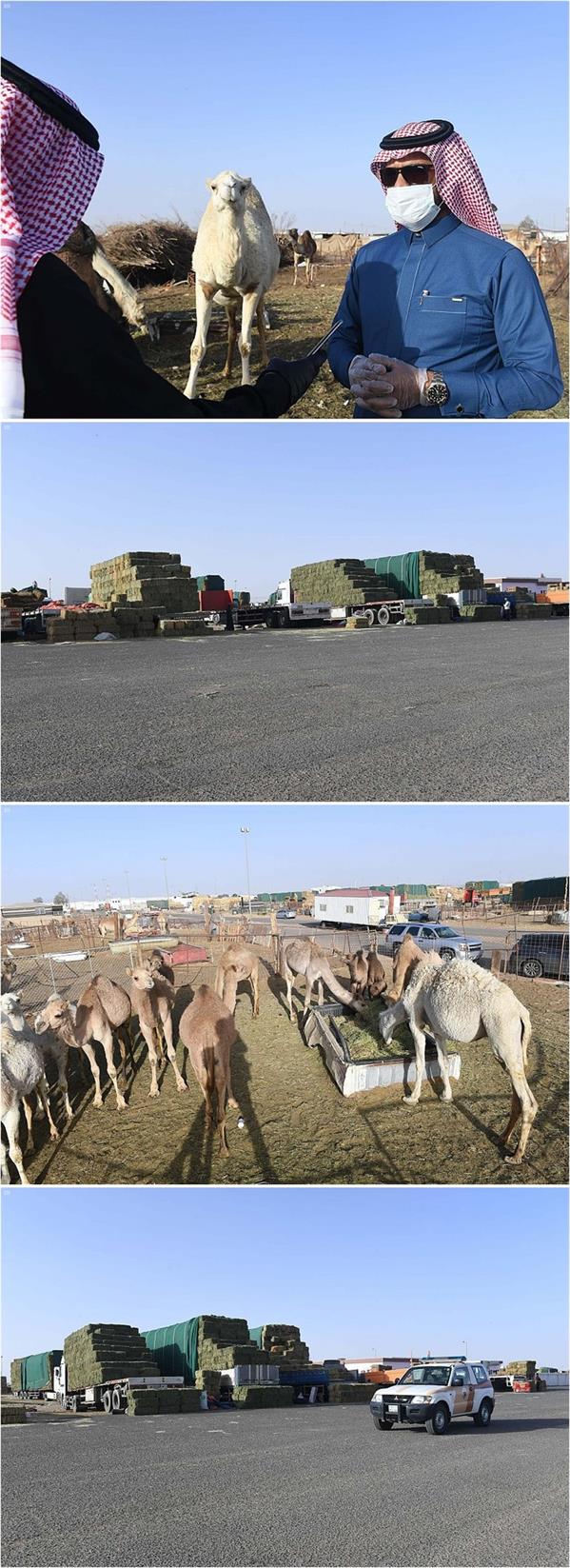 صور من سوق مواشي