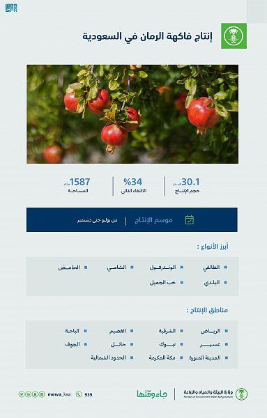 المملكة تنتج أكثر من 30 ألف طن من الرمان وتحقق اكتفاءً ذاتياً بنسبة 34% المملكة تنتج أكثر من 30 ألف طن من الرمان وتحقق اكتفاءً ذاتياً بنسبة 34%