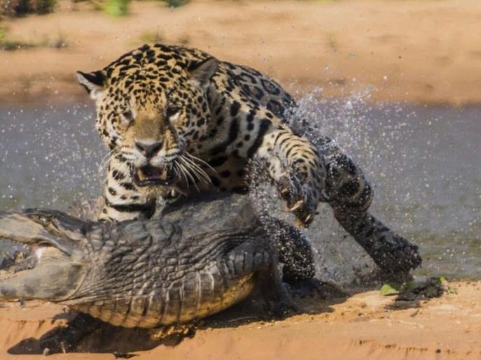 فهد يصطاد تمساح