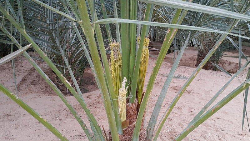 ما سبب تبكير النخل في الطلع قبل موعده على غير المعتاد