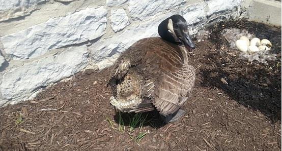 بالصور ..  أوزة ترقد على بيضها رغم اشتعال النيران بعشها