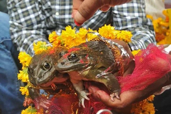 سكان مدينة هندية يجبرون ضفدعين على الزواج بهدف جلب المطر 