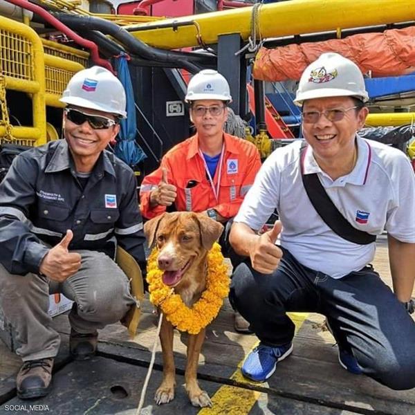 الحيوانات الحيوانات