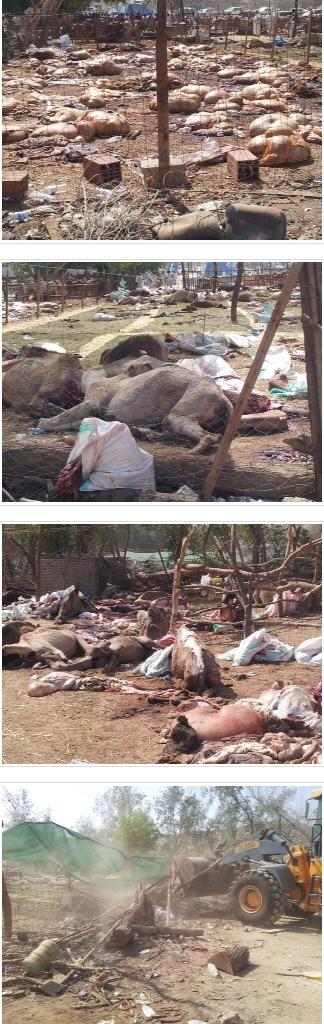  إتلاف (750) رأسًا من الأغنام المذبوحة عشوائيًّا