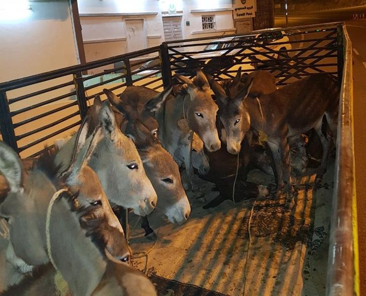 بالصور.. ضبط باكستاني تورط في نقل 3 مخالفين و 14 حماراً بـ