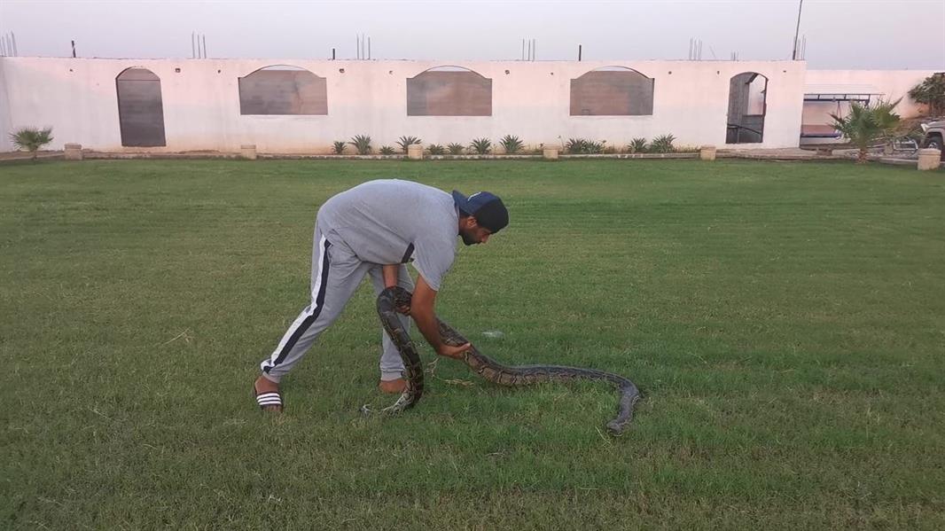 يمتلك 100 ثعبان وتمساحين.. قصة شاب سعودي يهوى تربية الحيوانات غير الأليفة 