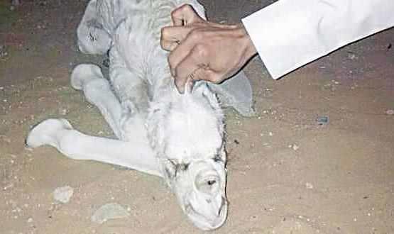 ناقة تشبة الانسان