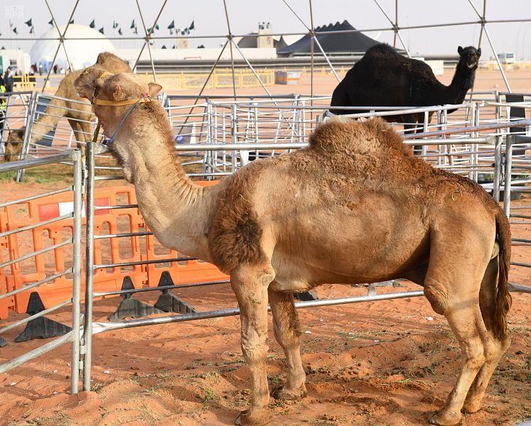 شاهد.. أطول ناقة في العالم تجذب الأنظار بمهرجان الملك عبدالعزيز.. وعرض شراء بـ300 ألف ريال شاهد.. أطول ناقة في العالم تجذب الأنظار بمهرجان الملك عبدالعزيز.. وعرض شراء بـ300 ألف ريال