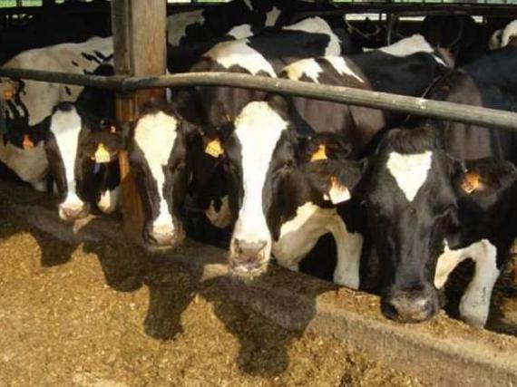 الأعشاب التي تُقدم للماشية