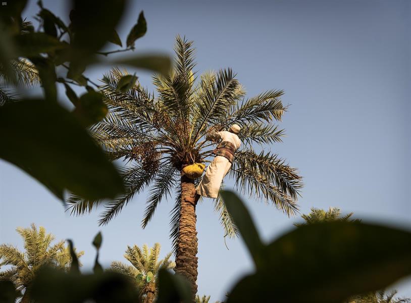 أكثر من 31 مليون نخلة في المملكة على مساحة 107 آلاف هكتار تنتج 1.5 مليون طن من التمور سنوياً (صور) أكثر من 31 مليون نخلة في المملكة على مساحة 107 آلاف هكتار تنتج 1.5 مليون طن من التمور سنوياً (صور)