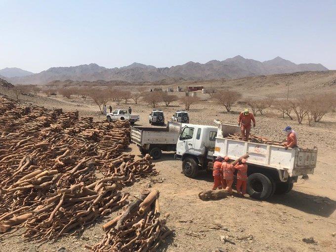 مصادرة 60 طناً من الحطب والفحم المحلي مصادرة 60 طناً من الحطب والفحم المحلي