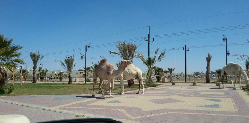 شاهد.. تحويل ممشى عام إلى مرعى للإبل.. بلدية خميس مشيط ترد وتكشف عن تهديد ملاكها مراقبي البلدية