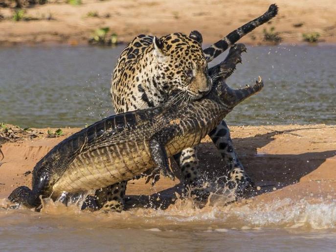 فهد يصطاد تمساح