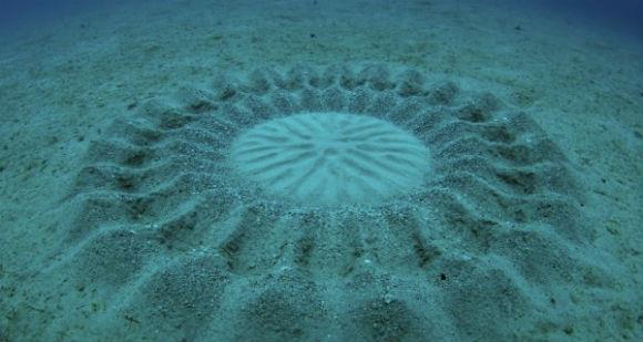 دائرة غامضة