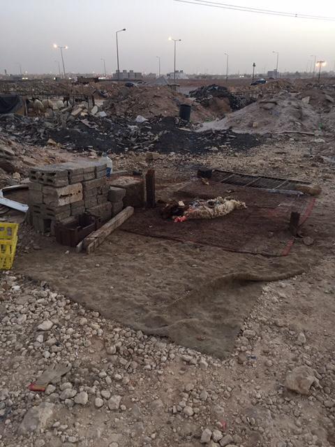 أمانة الرياض تضبط 4 مسالخ عشوائية