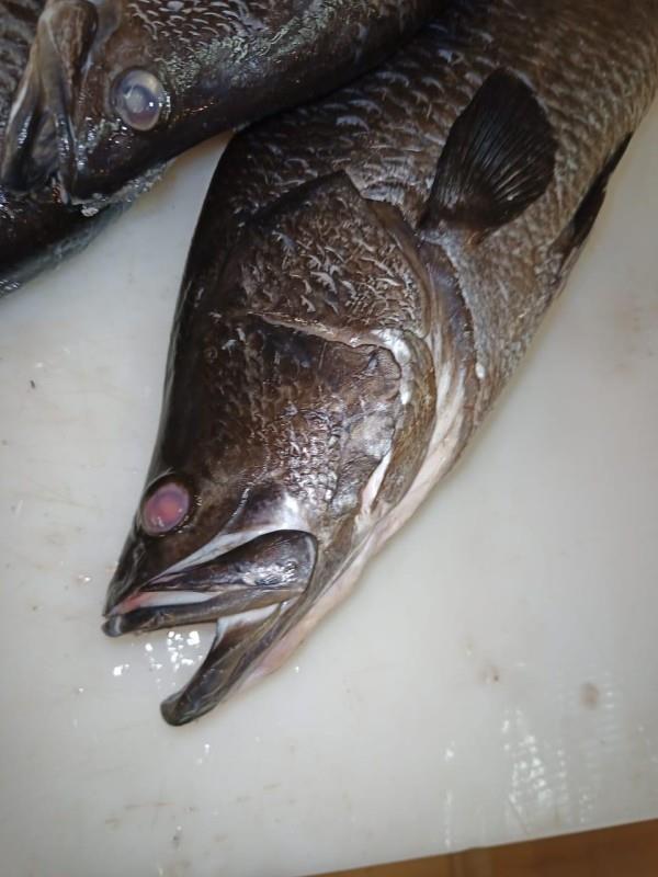 الخرج: مصادرة 111.5 كيلو من الأسماك والروبيان