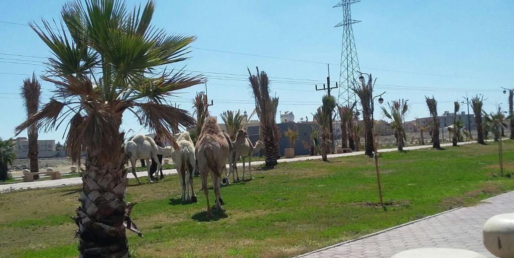 شاهد.. تحويل ممشى عام إلى مرعى للإبل.. بلدية خميس مشيط ترد وتكشف عن تهديد ملاكها مراقبي البلدية