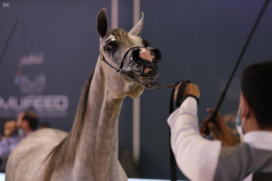 اختتام بطولة المملكة لجمال الخيل العربية الأصيلة (كحيلة)