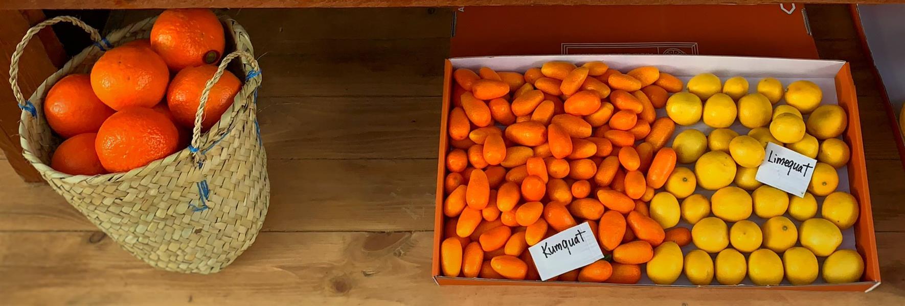 مهرجان الحمضيات بالعلا