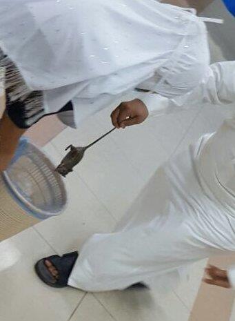 موظفون بمستشفى حكومي يطاردون 