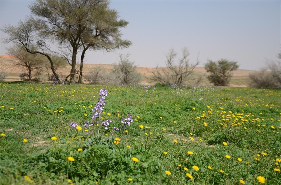 "محمية الإمام تركي بن عبد الله الملكية" تضع ضوابط للرعي والصيد والاحتطاب بدءاً من الشهر المقبل