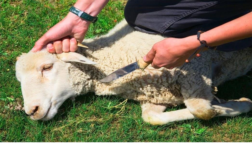 العمالة تذبح الأضاحي