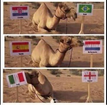 البعير شاهين