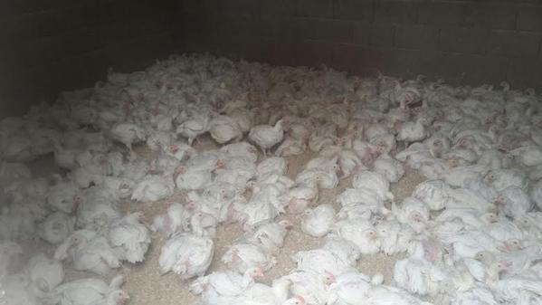 بالصور.. العثور على مزرعة دواجن مخالفة للاشتراطات الصحية باسطبل خيل بنجران بالصور.. العثور على مزرعة دواجن مخالفة للاشتراطات الصحية باسطبل خيل بنجران