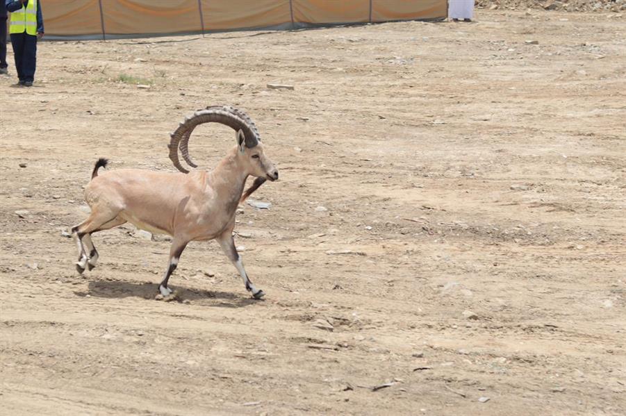 المركز الوطني للحياة الفطرية