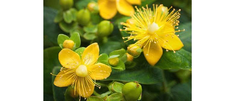 نبتة سانت جون