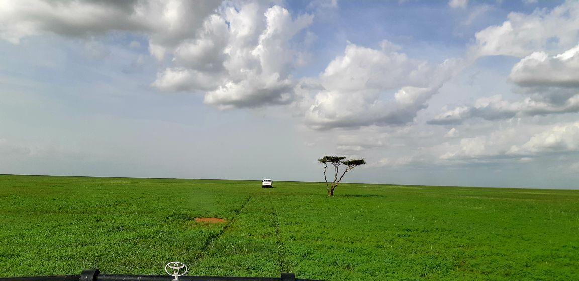 بادية الرشايدة بادية الرشايدة