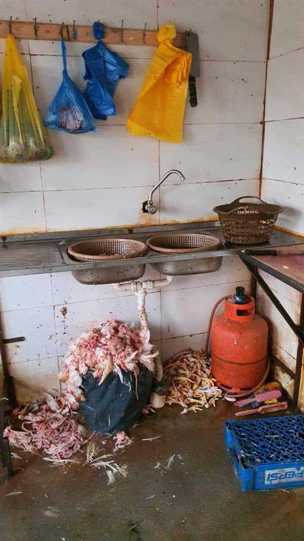 إغلاق مسلخ دواجن مُخالف داخل حوش في بلجرشي إغلاق مسلخ دواجن مُخالف داخل حوش في بلجرشي