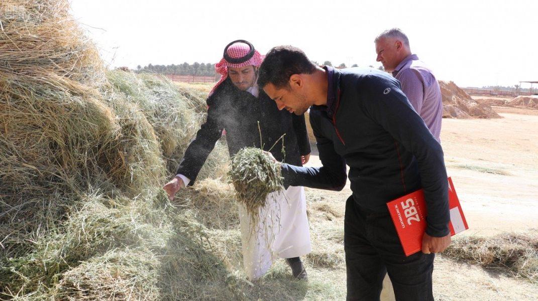 صورة