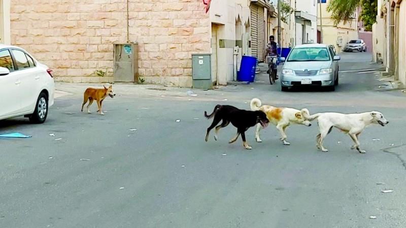 الكلاب الضالة