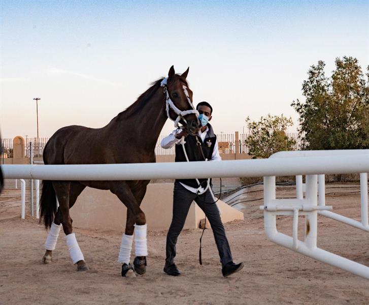 الخيل الأمريكي