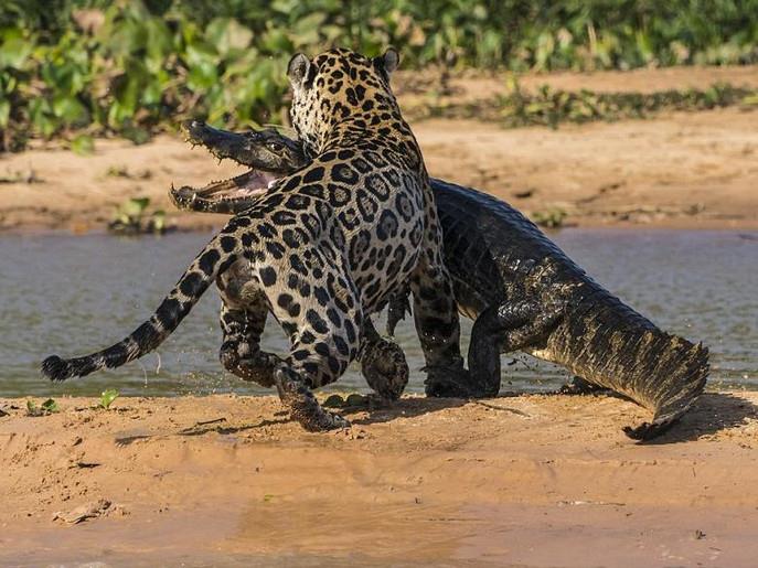 فهد يصطاد تمساح