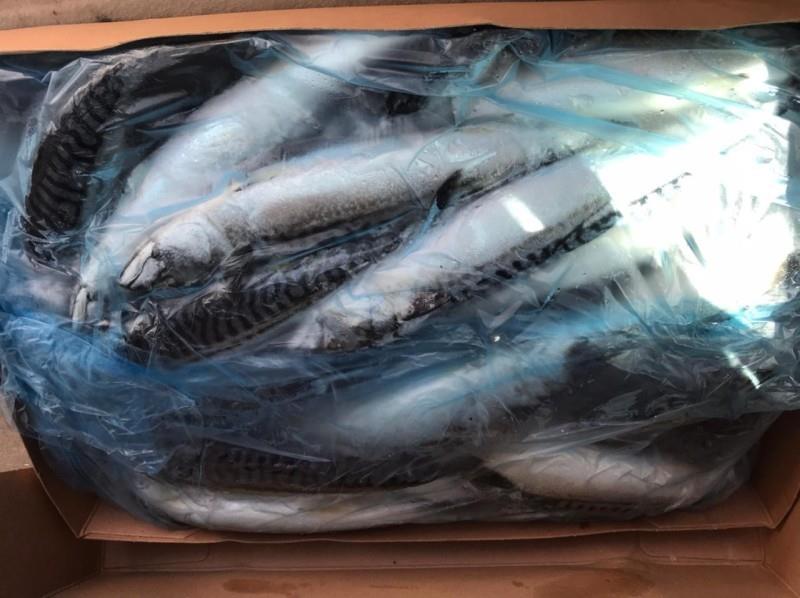 الخرج: مصادرة 111.5 كيلو من الأسماك والروبيان