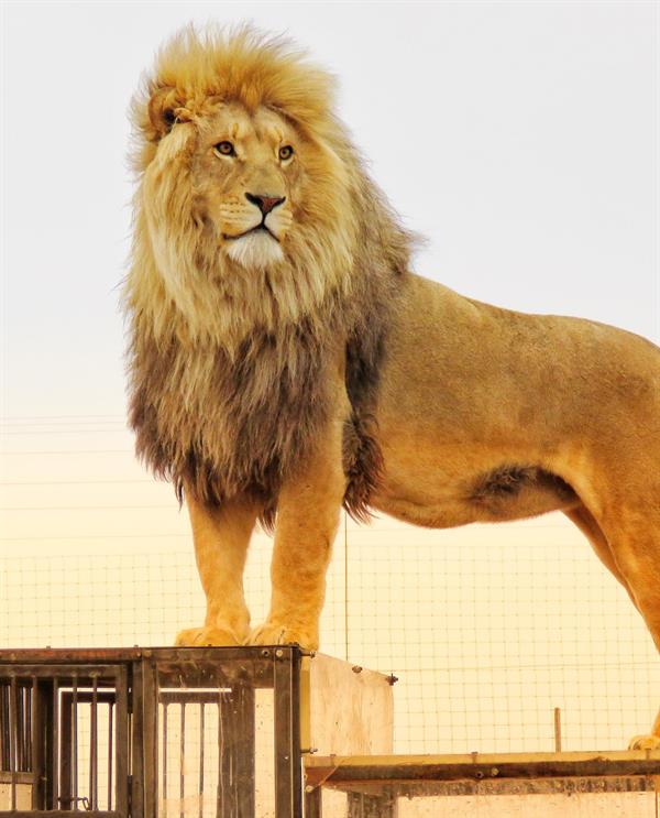 محميّة طبيعية في جنوب أفريقيا تضع زوارها في أقفاص زجاجية وسط الأسود البرية