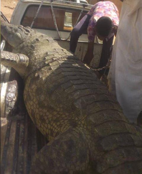 مزارع سوداني يصطاد تمساحا ضخما التهم شخصين