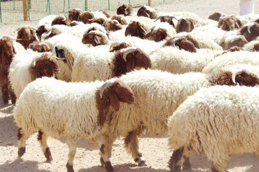أخبار 24 باحثة تدعو إلى تجنيب الأطفال رؤية عملية ذبـح الأضاحي