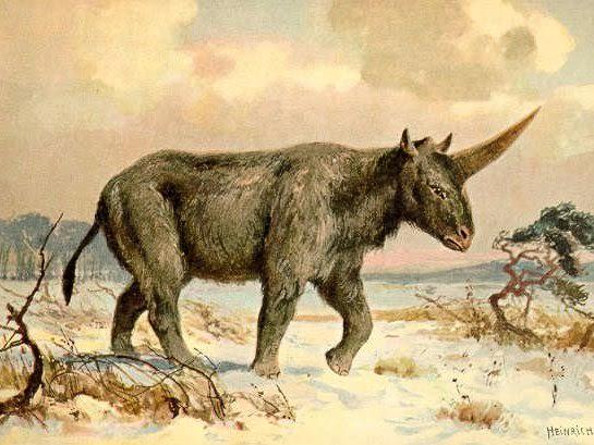 علماء يعثرون على إحفورة جمجمة وحيد القرن السيبيري في كازاخستان (صورة)