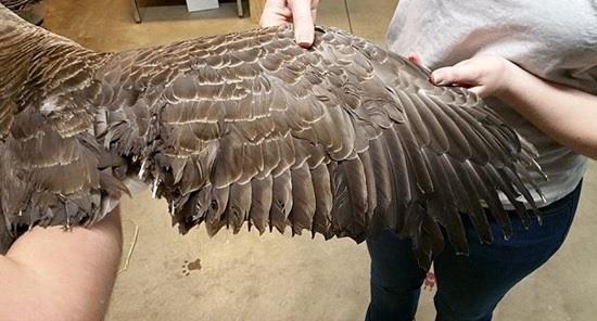 بالصور ..  أوزة ترقد على بيضها رغم اشتعال النيران بعشها