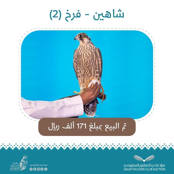 بيع صقر بـ171 ألف ريال في مزاد نادي الصقور بيع صقر بـ171 ألف ريال في مزاد نادي الصقور