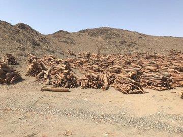 مصادرة 60 طناً من الحطب والفحم المحلي مصادرة 60 طناً من الحطب والفحم المحلي