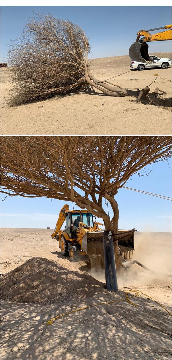 مواطن في الخرمة يسهم في إنقاذ شجرة معمرة سقطت بفعل الرياح والسيول