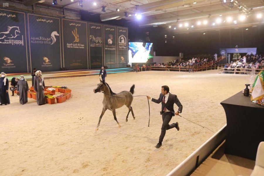 اختتام بطولة المملكة لجمال الخيل العربية الأصيلة (كحيلة)
