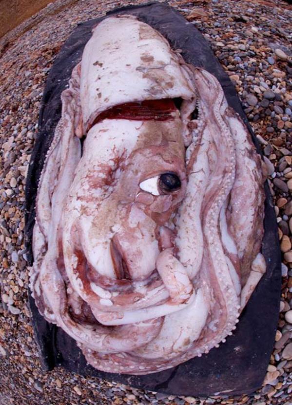 اكتشاف حبار بارتفاع 3 طوابق في إسبانيا